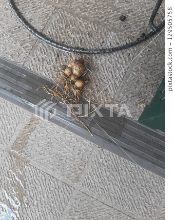 Bulbs, plants, bulbs with soil 129505758