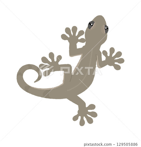 Gecko 129505886
