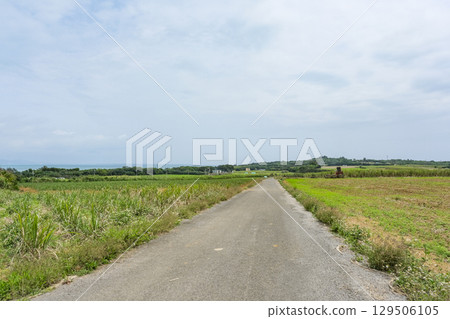 Sugar Road on Kohama Island with sugarcane fields on both sides Sugar Road on Kohama Island with sugarcane fields on both sides 129506105