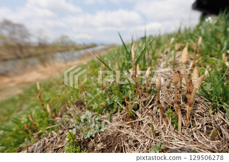 河岸上的馬尾草(春天的景色) 河岸上的馬尾草(春天的景色) 129506278