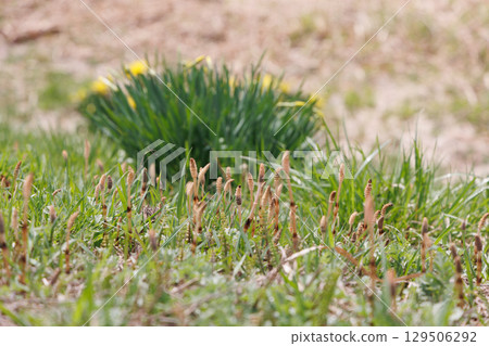 Horsetails on the riverbank (spring scenery) 129506292