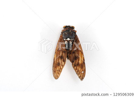Brown cicada corpse Brown cicada corpse 129506309