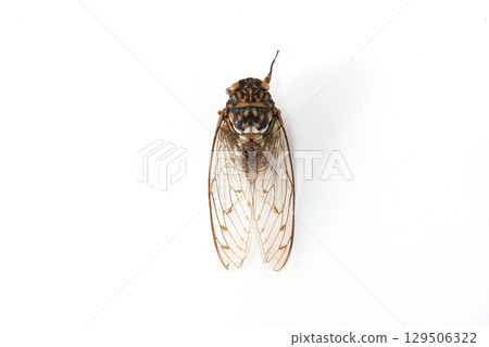 Minmin cicada corpse 129506322