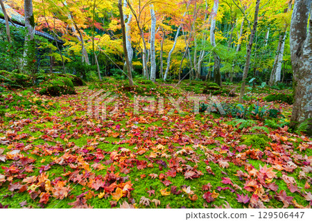 Gio-ji Temple surrounded by autumn leaves 129506447