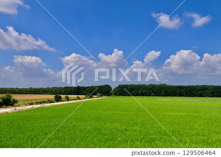 Rice fields and the open sky (Bibai City, Iwamisawa City, Hokkaido) 129506464