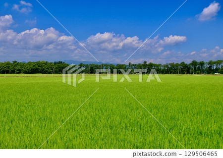 Rice fields and the open sky (Bibai City, Iwamisawa City, Hokkaido) 129506465
