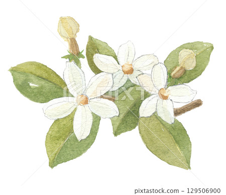 Jasmine painted in watercolor 129506900