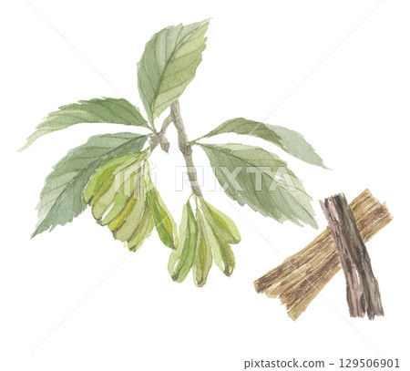 杜仲葉和樹皮的水彩畫 129506901