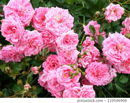 Blooming pink rose 129506906