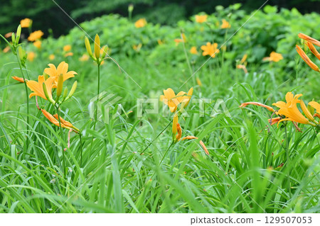 Daylily (Tanbara Lavender Park) Daylily (Tanbara Lavender Park) 129507053