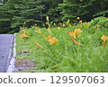 Daylily (Tanbara Lavender Park) 129507063