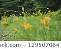 Daylily (Tanbara Lavender Park) 129507064