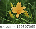 Daylily (Tanbara Lavender Park) 129507065