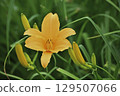 Daylily (Tanbara Lavender Park) 129507066