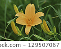 Daylily (Tanbara Lavender Park) 129507067