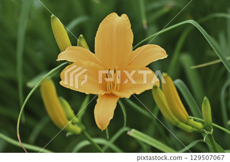 Daylily (Tanbara Lavender Park) 129507067