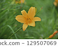 Daylily (Tanbara Lavender Park) 129507069