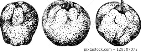 Engraving apples, for educational or botanical or food designs. 129507072