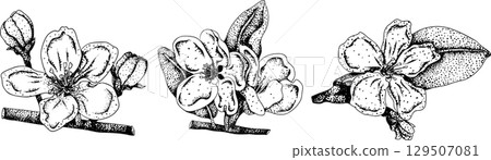 Engraving apples, for educational or botanical or food designs. 129507081