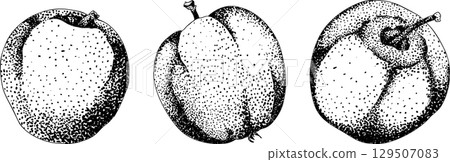Engraving apples, for educational or botanical or food designs. Engraving apples, for educational or botanical or food designs. 129507083
