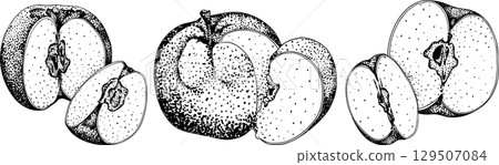 Engraving apples, for educational or botanical or food designs. 129507084