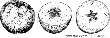 Engraving apples, for educational or botanical or food designs. Engraving apples, for educational or botanical or food designs. 129507086
