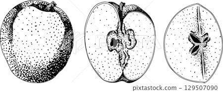 Engraving apples, for educational or botanical or food designs. 129507090