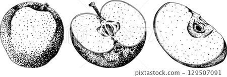 Engraving apples, for educational or botanical or food designs. Engraving apples, for educational or botanical or food designs. 129507091