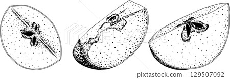 Engraving apples, for educational or botanical or food designs. 129507092