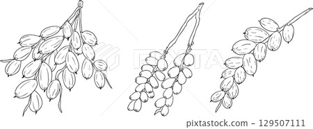 Detailed line vector art of dates. Ideal for food, culinary, coloring pages 129507111