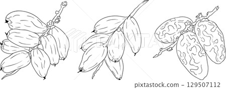 Detailed line vector art of dates. Ideal for food, culinary, coloring pages 129507112