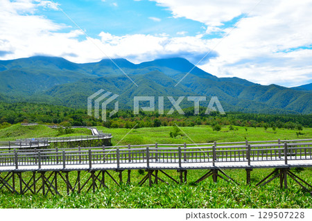 Shiretoko-Goroko Elevated tree road 129507228