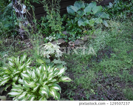 A garden full of greenery 129507237