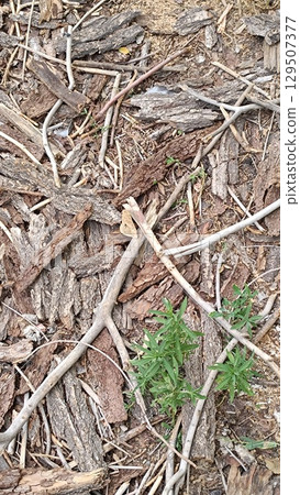 Grunge dark wooden texture background 129507377