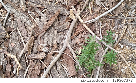 Grunge dark wooden texture background 129507378