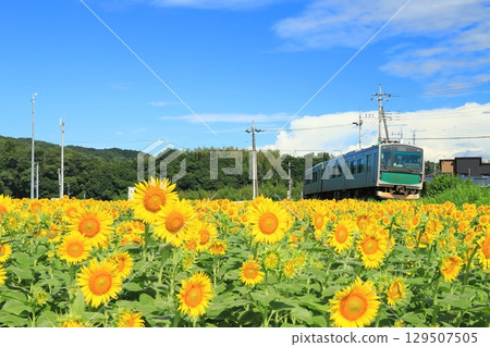 Karasuyama Line "Sunflower fields and trains near Kobana Station" Karasuyama Line "Sunflower fields and trains near Kobana Station" 129507505