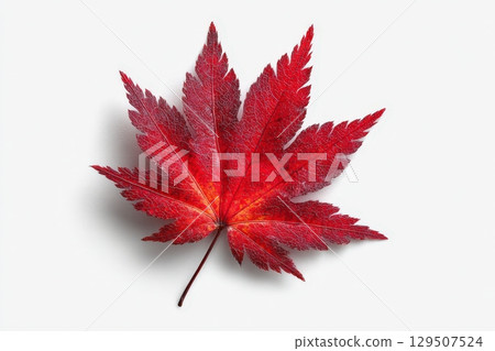 Bright Red Maple Leaf on White Background with Soft Shadows 129507524