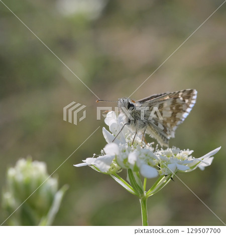 Safflower Skipper - Pyrgus carthami 129507700