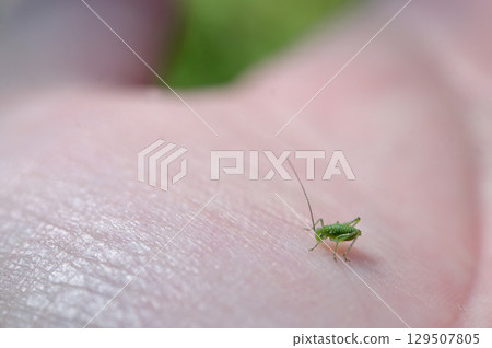 small green baby grasshopper suborder Caelifera 129507805