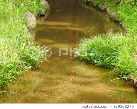 "Sekisho" grows in colonies in wetlands such as along mountain streams and waterways. "Sekisho" grows in colonies in wetlands such as along mountain streams and waterways. 129508276