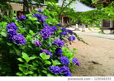 Hydrangeas in full bloom at Otowasan Kiyomizu-dera Temple Hydrangeas in full bloom at Otowasan Kiyomizu-dera Temple 129508335