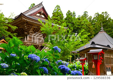 Hydrangeas in full bloom at Otowasan Kiyomizu-dera Temple 129508336
