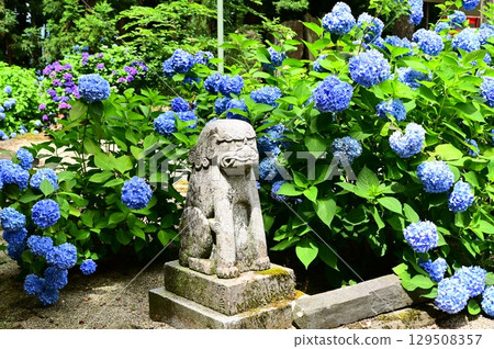 音羽山清水寺的繡球花盛開 129508357