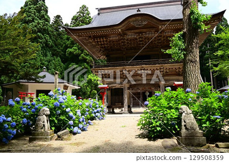 音羽山清水寺的繡球花盛開 129508359