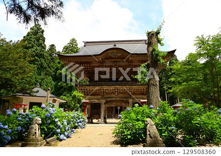 音羽山清水寺的繡球花盛開 音羽山清水寺的繡球花盛開 129508360