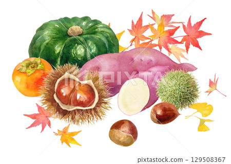 秋收的水彩插圖:柿子、栗子、地瓜、南瓜和秋葉。 秋收的水彩插圖:柿子、栗子、地瓜、南瓜和秋葉。 129508367