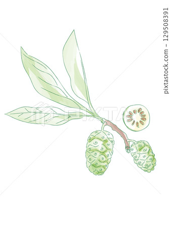 Watercolor illustration of noni fruit Watercolor illustration of noni fruit 129508391