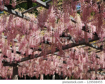 阿智神社阿智紫藤 紫藤觀賞協會 129508455