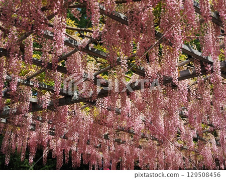 阿智神社阿智紫藤 紫藤觀賞協會 129508456