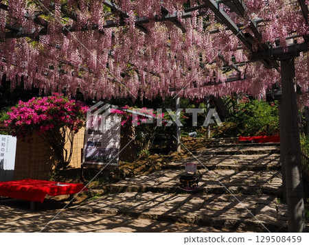 Achi Shrine Achi Wisteria Wisteria Viewing Association Achi Shrine Achi Wisteria Wisteria Viewing Association 129508459